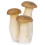 King Oyster Mushroom 500gr x 4 Pack 1