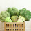 Cute Multi-functional Pillow Vegetable Broccoli  Plush Toys Soft Comfortable 19