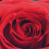 5Pcs Wall Art Painting Set Romantic Red Rose 13