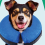 Protective Inflatable Collar for Dogs and Cats Blue M 3