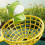 Kid Toy Launch Frog Cartoon Flying Catching Development Sensory Interaction Puzzle 5