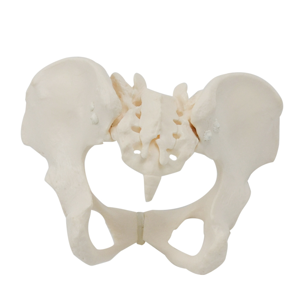 1:1 Female Pelvis Model,Life Size Pelvic Skeleton Model, Anatomy Model For Science Education 4852060827051