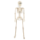 Life Size Poseable Skeleton Halloween Decoration Full Human Body 2