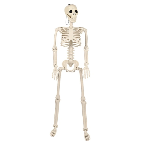 Life Size Poseable Skeleton Halloween Decoration Full Human Body 1