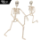 Life Size Poseable Skeleton Halloween Decoration Full Human Body 4