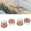 4Pcs Needle Type Queen Bee Cage Bee Catcher 12
