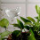 Automatic Watering Device Bird Shape for Indoor Plants - Self-Watering Spikes Dripper 1pcs, Efficient Plant Care Solution 2