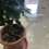 Automatic Watering Device Bird Shape for Indoor Plants - Self-Watering Spikes Dripper 1pcs, Efficient Plant Care Solution 4
