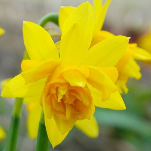 (36 Bulbs) DAFFODIL Double Tete-a-Tete.