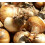 (12 Bulbs) Daffodil Bulbs. Special Mix. 4