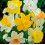 (36 Bulbs) Daffodil Bulbs. Special Mix. 1