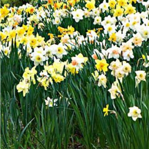 (12 Bulbs) Daffodil Bulbs. Special Mix. 2