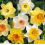 (36 Bulbs) Daffodil Bulbs. Special Mix. 2
