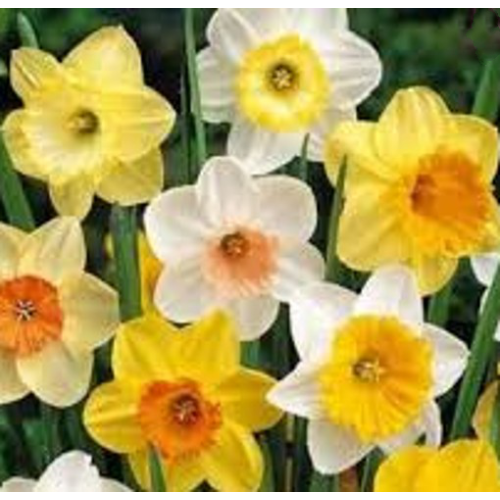(36 Bulbs) Daffodil Bulbs. Special Mix. 1