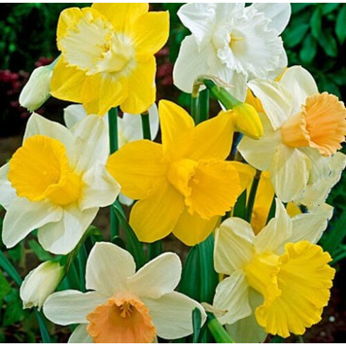 (12 Bulbs) Daffodil Bulbs. Special Mix.
