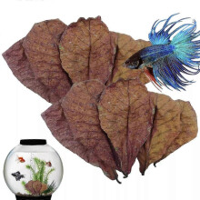 50x Large Indian Almond Catappa Ketapang Leaf Leaves Aquarium Betta Fish Shrimp