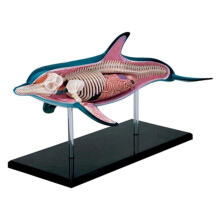 Dolphin Anatomy Model, 18-Piece Removable Organ and Body, Educational Skeleton Model for Anatomy Demonstration