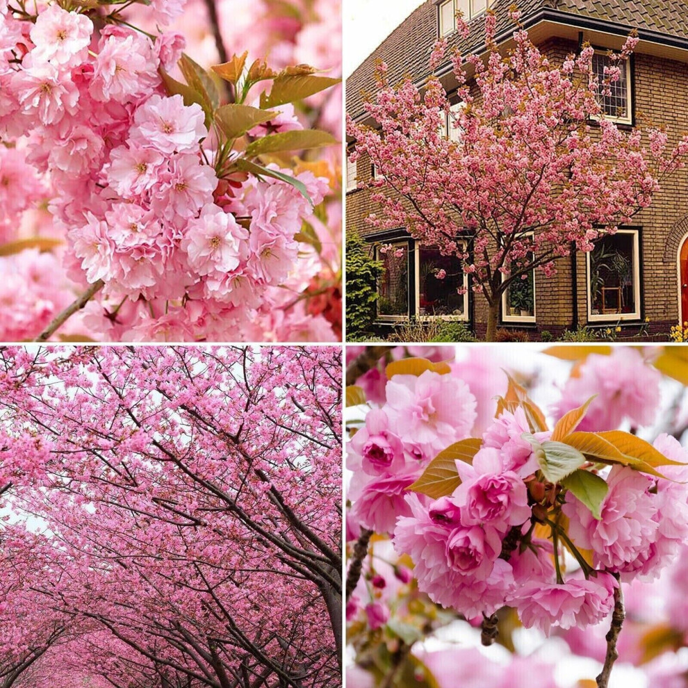 Great Uk Deals 200 Cm Prunus Kanzan Cherry Blossom Tree In 7.5L Pot Ornamental Flowering Tree With Double Pink Blooms