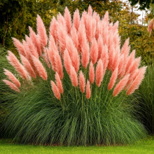 200x Pampas Grass Seeds Ornamental Grass with Pink Plumes for Gardens Landscaping