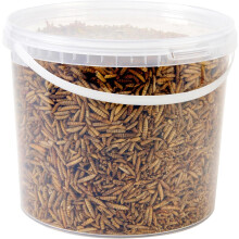 Hungry Wings Calci Worms 5L Tub | Wild Bird Food | High Calcium Dried Insect Treats for Garden Birds