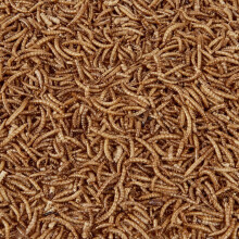 Hungry Wings Dried Mealworms 250g | Wild Bird Food | High Protein Natural Insect Treats for Garden Birds