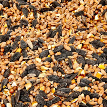 Hungry Wings Wild Bird Mix 2kg | Premium Seed Blend | High Energy Garden Bird Food for Year-Round Feeding