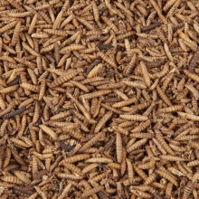 Hungry Wings Calci Worms 500g | Wild Bird Food | High Calcium Dried Insect Treats for Garden Birds