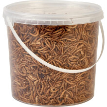 Hungry Wings Dried Mealworms 2.5L Tub | Wild Bird Food | High Protein Insect Treats for Garden Birds