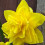 (30 Bulbs) DAFFODIL Golden Ducat. Double flowering. 3
