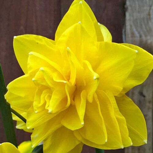 (30 Bulbs) DAFFODIL Golden Ducat. Double flowering. 2