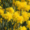 (30 Bulbs) DAFFODIL Golden Ducat. Double flowering. 2