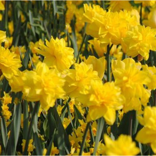 (30 Bulbs) DAFFODIL Golden Ducat. Double flowering. 1