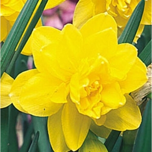 (30 Bulbs) DAFFODIL Golden Ducat. Double flowering.