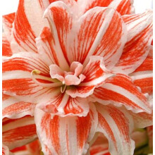 AMARYLLIS Dancing Queen. Big 36-38cm Bulbs.