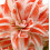 AMARYLLIS Dancing Queen. Big 36-38cm Bulbs. 1