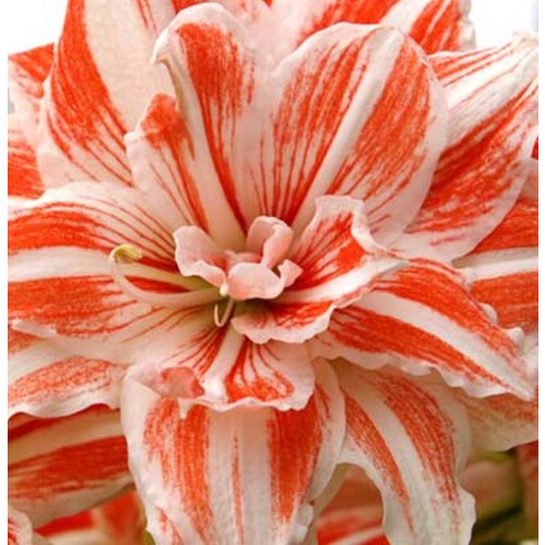 AMARYLLIS Dancing Queen. Big 36-38cm Bulbs.