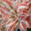 AMARYLLIS Dancing Queen. Big 36-38cm Bulbs. 2