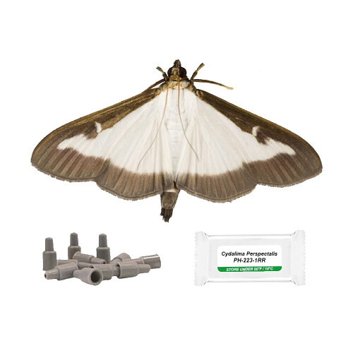 IPM Direct Box Tree Moth Refill Pheromone Lure - Pack of 4
