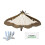 BuxAllure - Box Tree Moth Pheromone Refill - x4 Pheromones 1