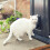 SureFlap Microchip Cat Flap Grey/White (Grey) 5