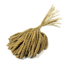 Britten & James Premium Quality Large 10 inch Millet Sprays for Birds. Approx. 1kg. Treat your birds to a healthy, stimulating, natural, low fat treat