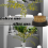 3 blomsterfroskeholdere, 5 cm rund blomst 4
