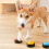 (Red) Battery Powered Voice Recording Button for Dog Communication Pet Training Buzzer Device 4