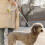 MOESTAR UFO 3m Retractable Dog Leash with Lamp Polyester Tape Lead+ABS Ring Handle 9