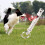 Portable Pet Dog Whistle Keychain Two Tone 13