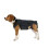 Arnés de espalda para perros IVDD, cómodo y completo para mascotas, protector de ropa M 2