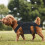 Arnés de espalda para perros IVDD, cómodo y completo para mascotas, protector de ropa M 7