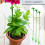 30 Pack Plant Support Stakes, Garden Single Stemmed Prop, Sticks 6