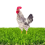 Chicken Nesting Box Pads for Laying Eggs with Vegetable Skewer String Feeder, Washable 6Pcs 2