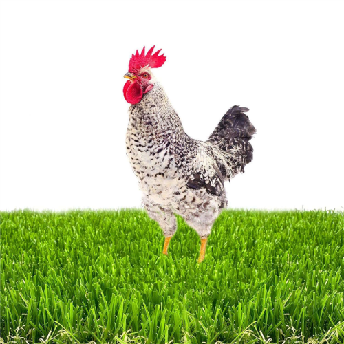 Chicken Nesting Box Pads for Laying Eggs with Vegetable Skewer String Feeder, Washable 6Pcs 1